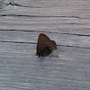 Brown Elfin Butterfly