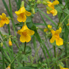 Monkey flower