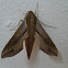 Hawk moths