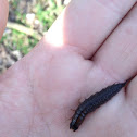 Dobsonfly larva