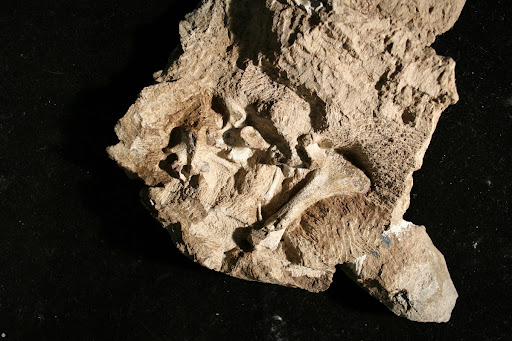 Proterosuchus — Google Arts & Culture