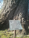 Bicentennial Tree