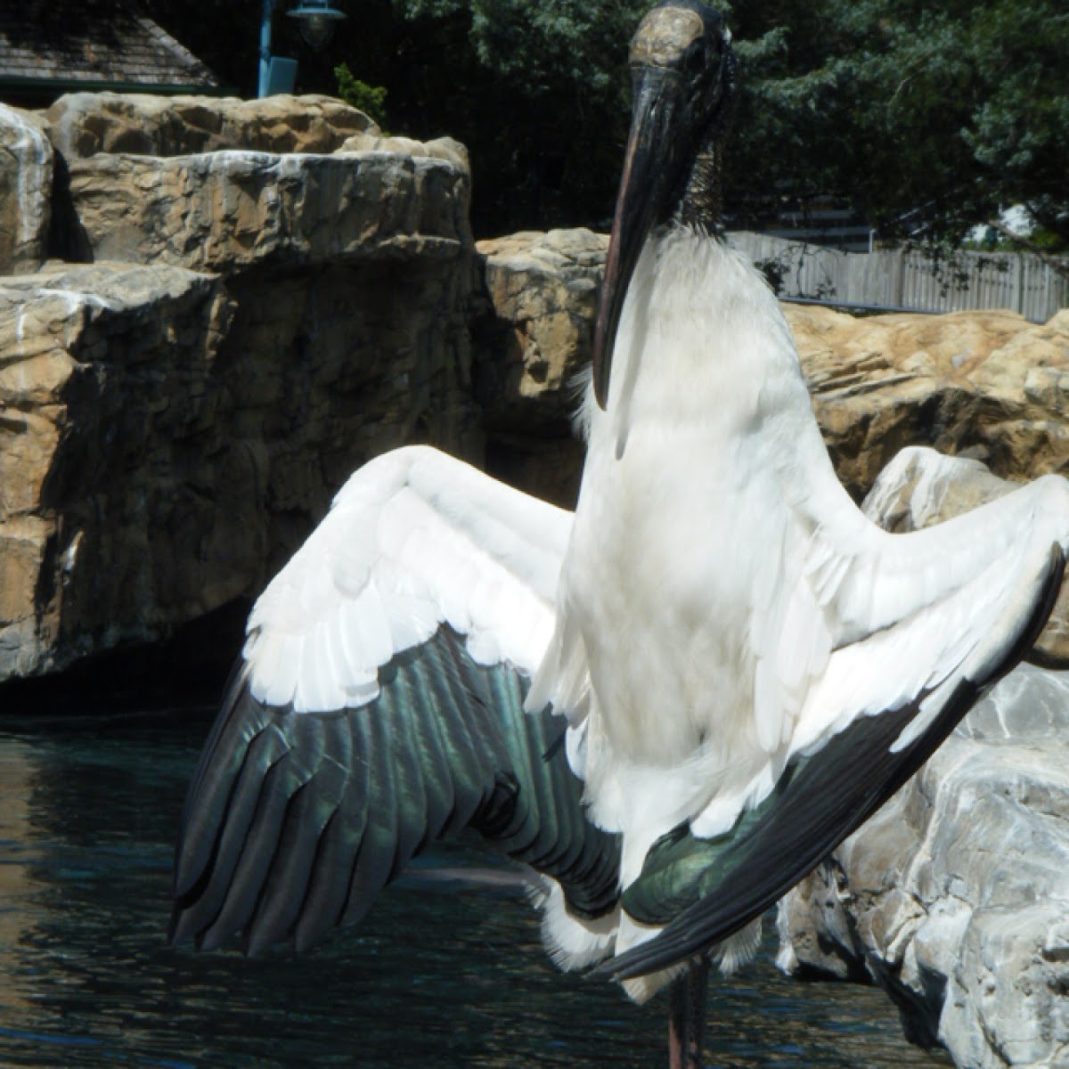 Wood Stork