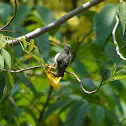 Purple Rumped Sunbird (Female)