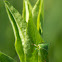 Buffalo Treehopper