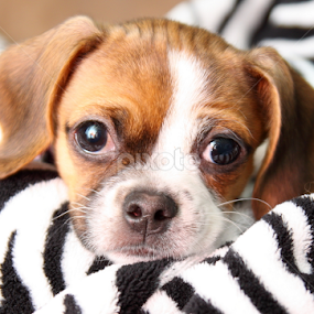 Give Me A Minute by Brian Robinson - Animals - Dogs Portraits