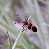 milkweed bug