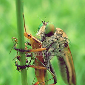 Big Snack by Sengkiu Pasaribu - Instagram & Mobile Other