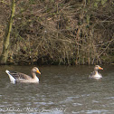 Greylag Goose