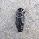 Eyed Click Beetle