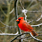 Cardinal, Male