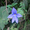 Brovalia - Amethyst Flower or Bush Violet