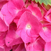 Hydrangea 'Forever pink'