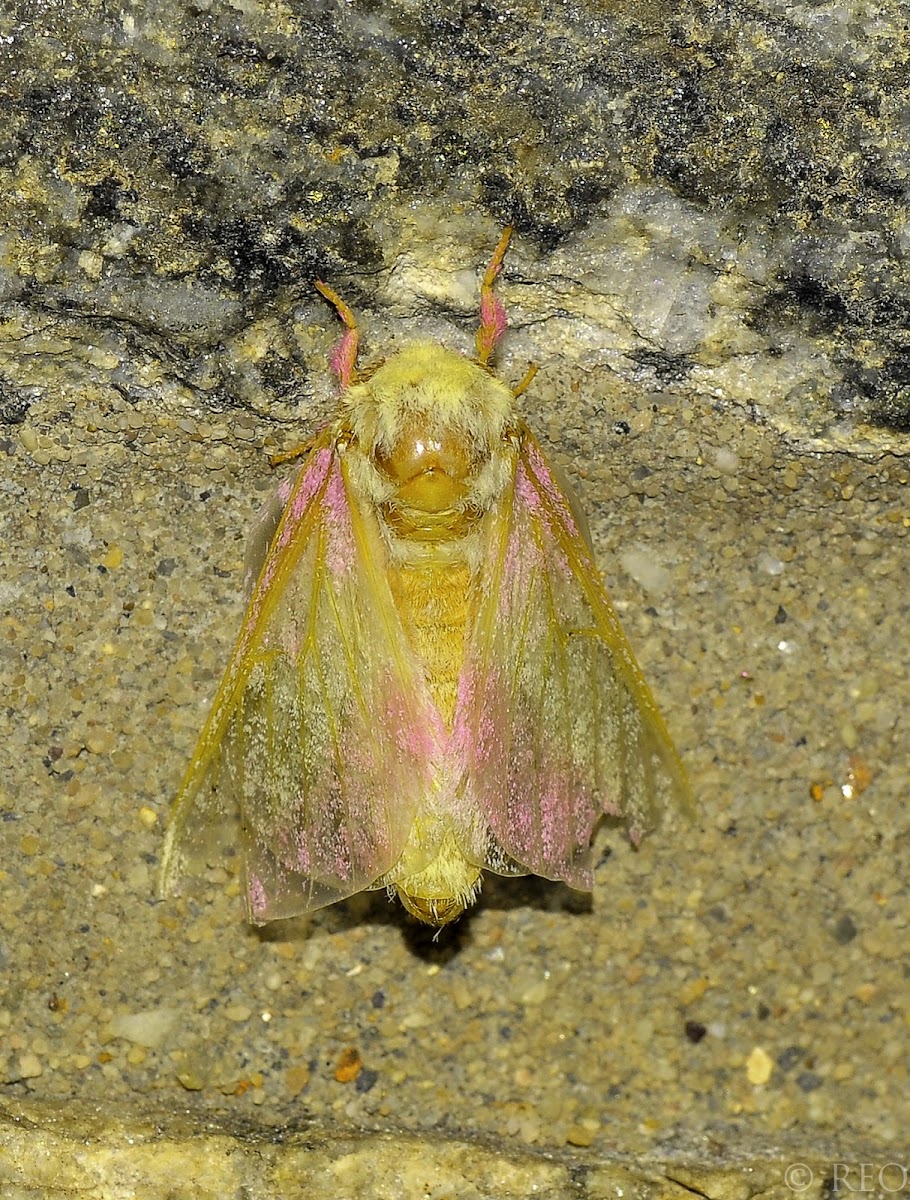pink & yellow fuzzy moth