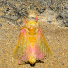 pink & yellow fuzzy moth