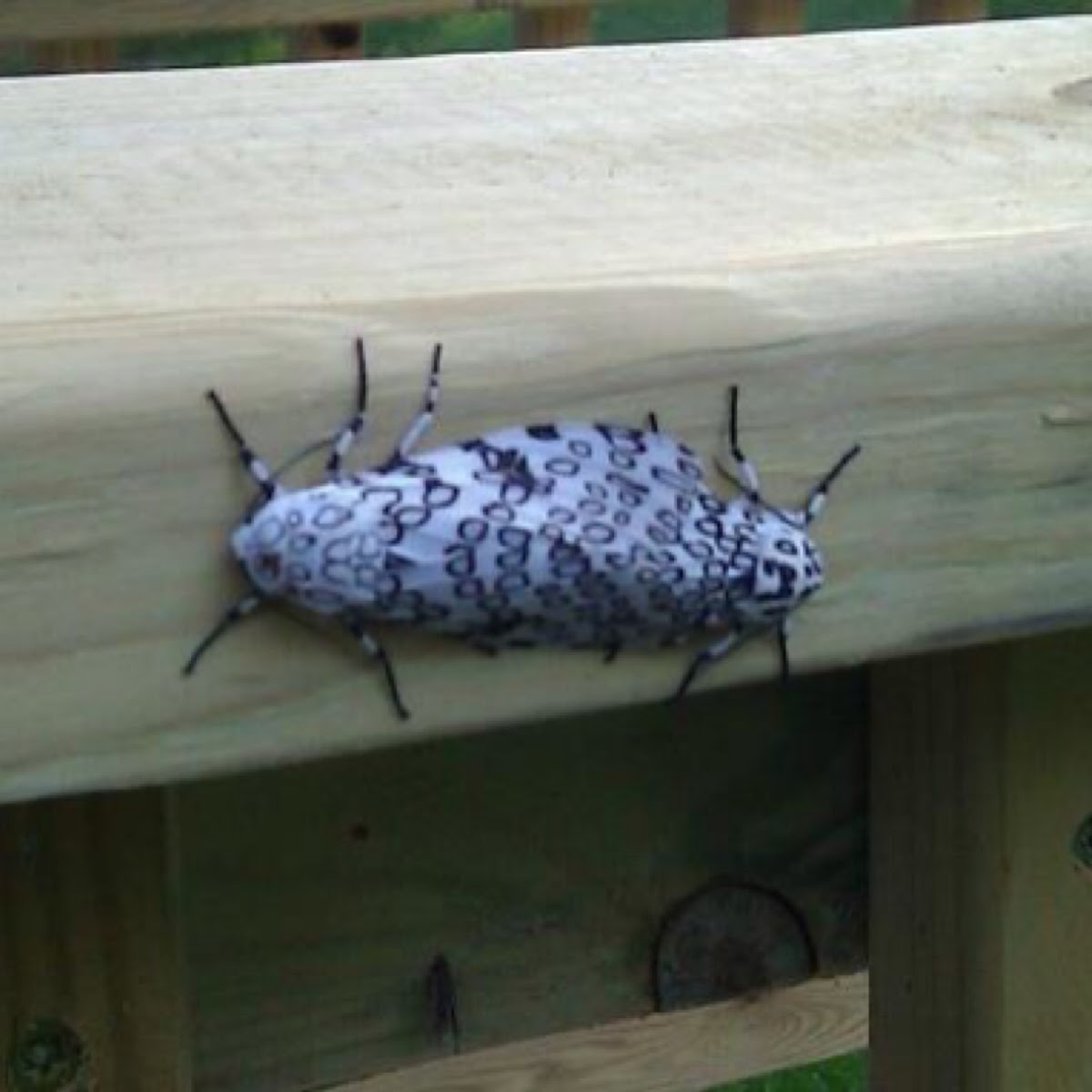 Giant Leopard Moth, mating pair Project Noah