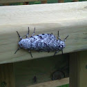 Giant Leopard Moth, mating pair