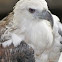 Philippine White-breasted Sea Eagle