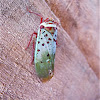 Fulgorid Planthopper