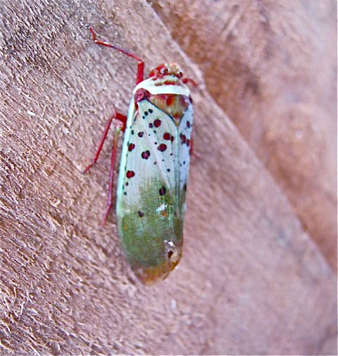 Fulgorid Planthopper
