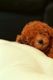 Poodle Puzzle by BookMan poster 1