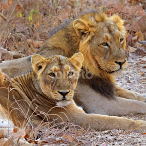 Lion's Love by Vishal Dave - Animals Lions, Tigers & Big Cats