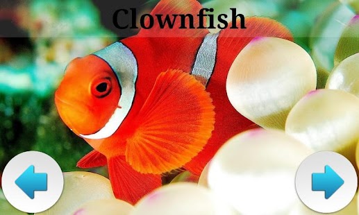 How to get Best Sea Animals 1.4 unlimited apk for android