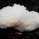 Slime mold plasmodium