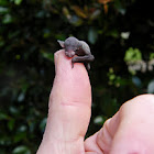 Little Forest Bat