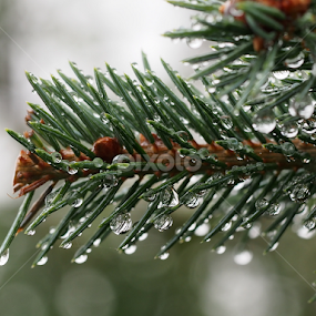Re-re-flection by Ólafur Ingi Ólafsson - Nature Up Close Natural Waterdrops
