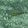 Hawaiian Fantail Filefish