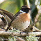 Stonechat