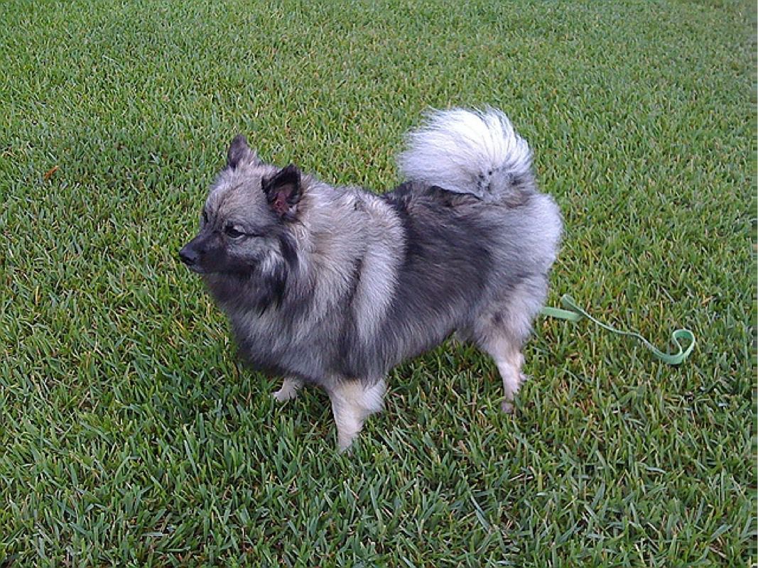 Keeshond