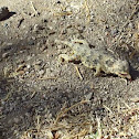 Pigmy short-horned lizard