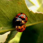 Ladybird beetles