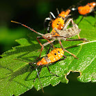 Assassin Bug