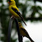 American Goldfinch (Male and Female)