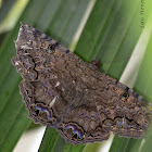 Black Witch Moth (Male)