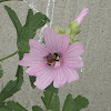 Common Bumble Bee
