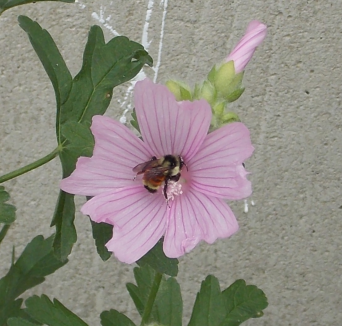 Common Bumble Bee