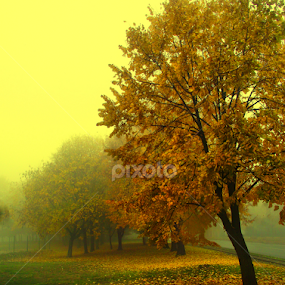 by Dragan Duric - Landscapes Forests