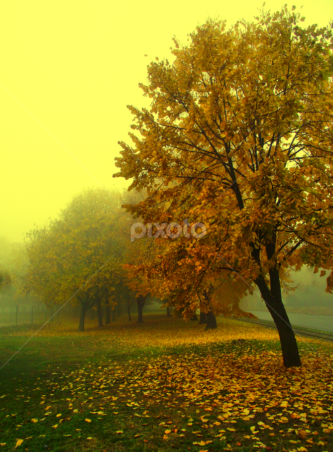 by Dragan Duric - Landscapes Forests