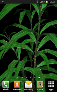 Bamboo Plant Yau 3D Parallax