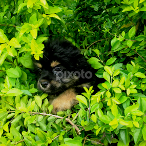 PWC95 by Yako Laverde - Animals - Dogs Puppies