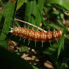 Caterpillar, Lagarta