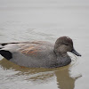 Gadwall (male)