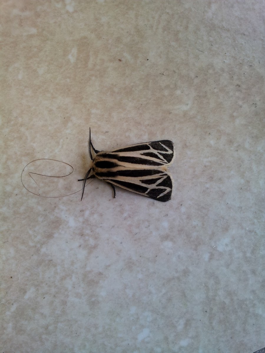 Banded Tiger Moth