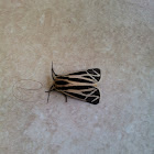 Banded Tiger Moth