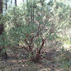 Manzanita