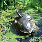 Turtle.  Pond slider